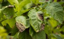 Mana solanaceelor, Mana cartofului, Mana tomatelor Mana solanaceelor, Mana cartofului, Mana tomatelor